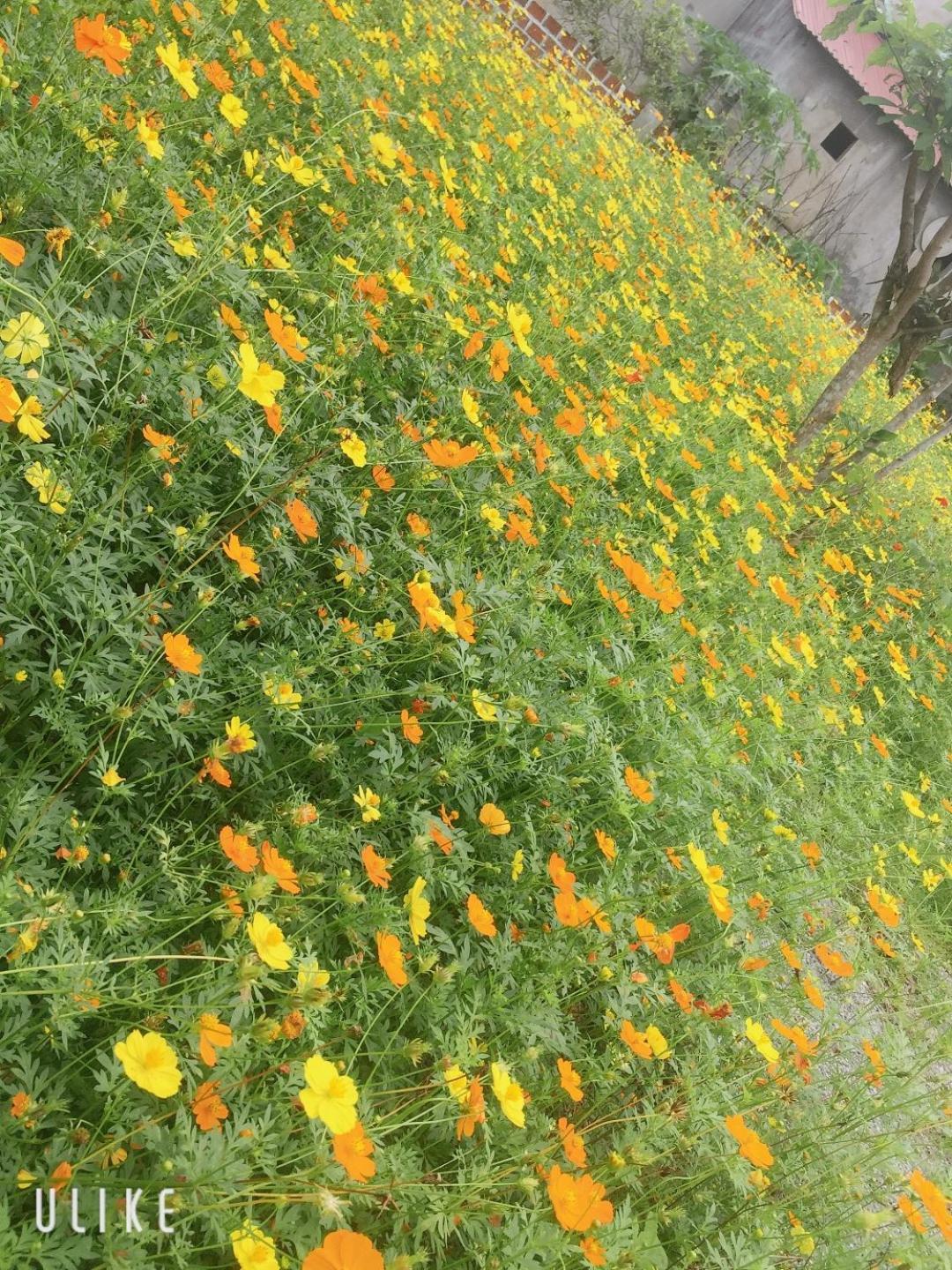 Sunshine Homestay 峰牙 外观 照片